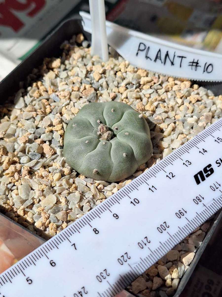 Cacti Lophophora williamsii Plant # 10 (Peyote Cactus)