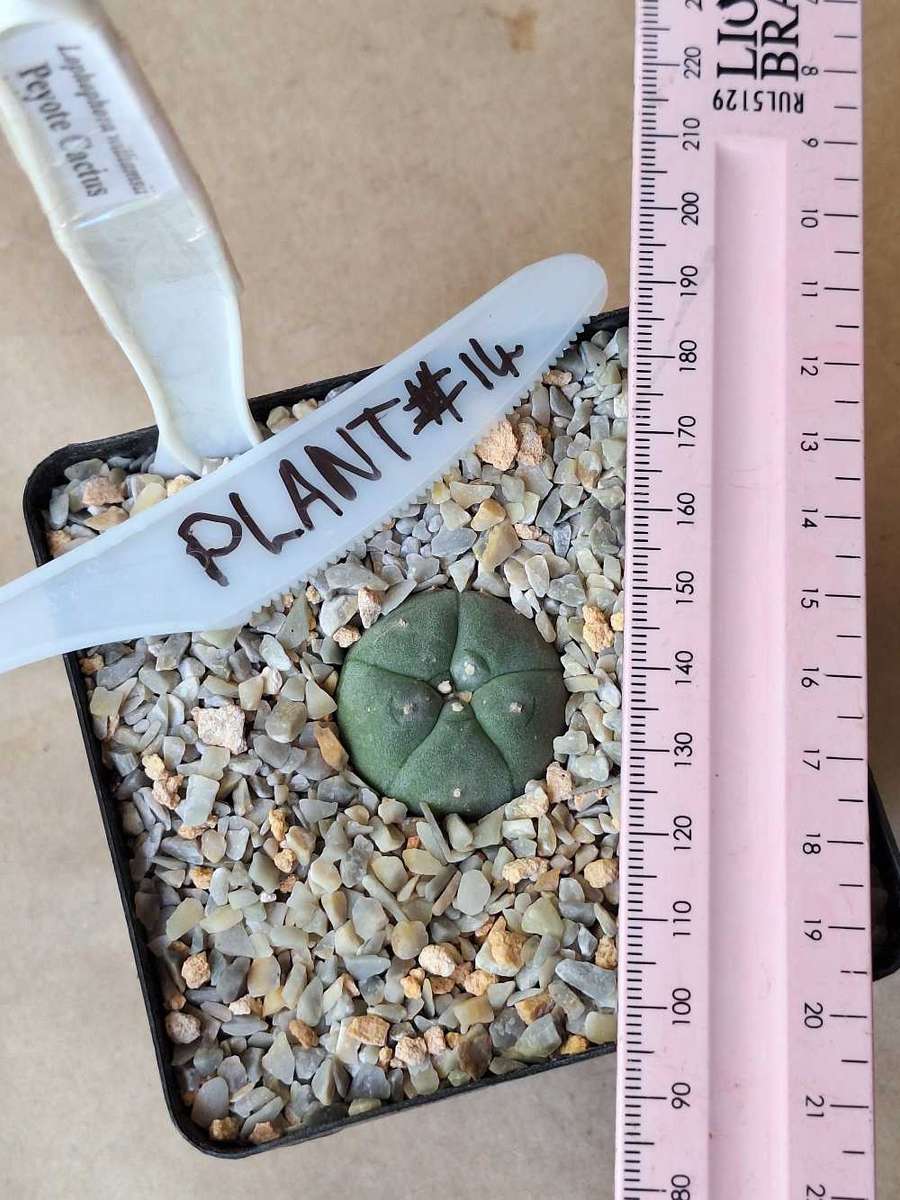 Cacti Lophophora williamsii #14 (Peyote Cactus)