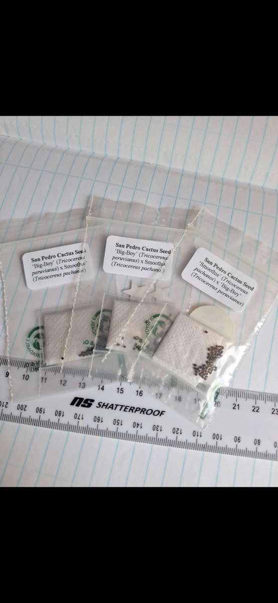 Trico cactus seed COMBO150 SEEDS