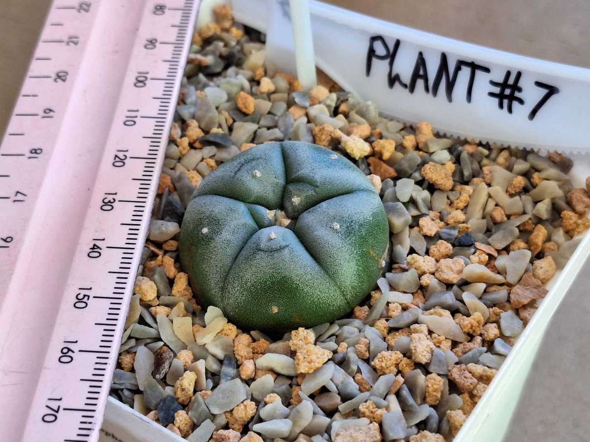 Cacti Lophophora williamsii Plant #7 (Peyote Cactus)