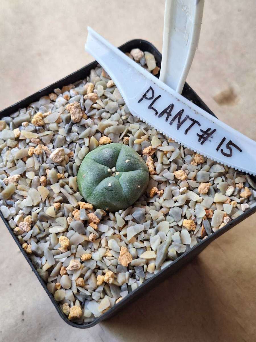 Cacti Lophophora williamsii #15 (Peyote Cactus)