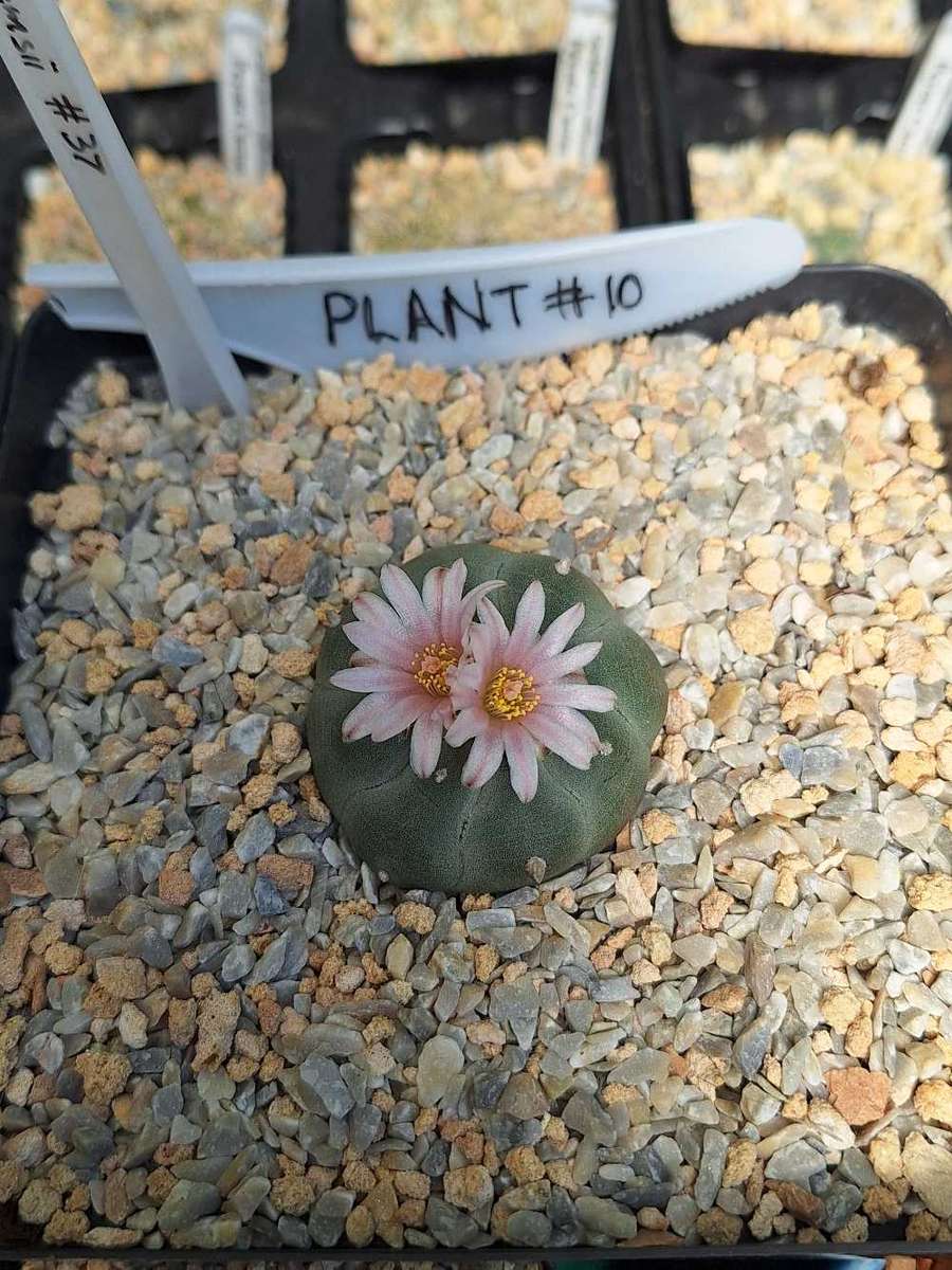Cacti Lophophora williamsii Plant # 10 (Peyote Cactus)