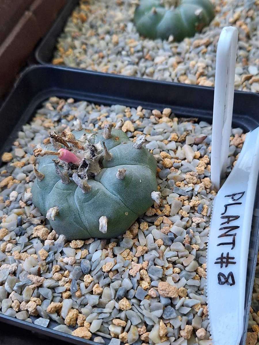 Cacti Lophophora williamsii Plant #8  (Peyote Cactus)
