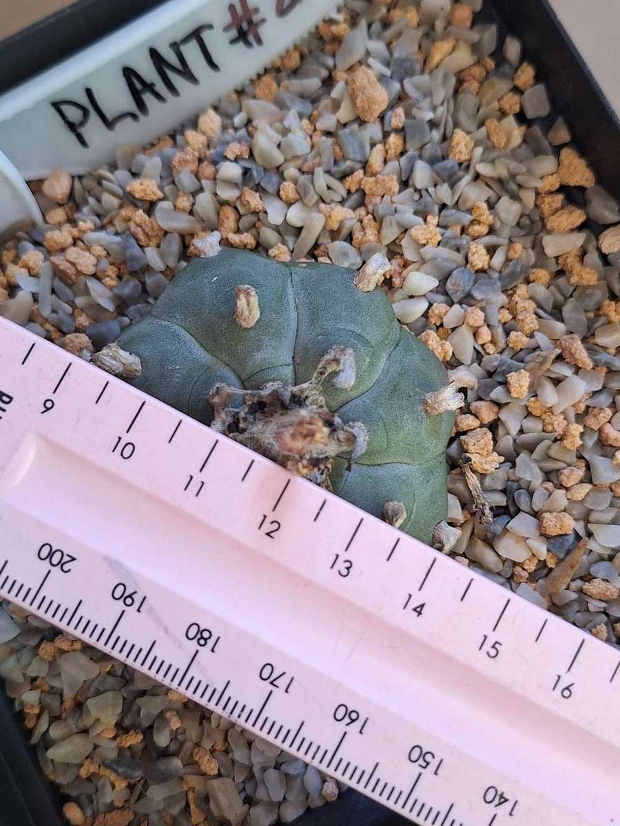 Cacti Lophophora williamsii Plant #8  (Peyote Cactus)