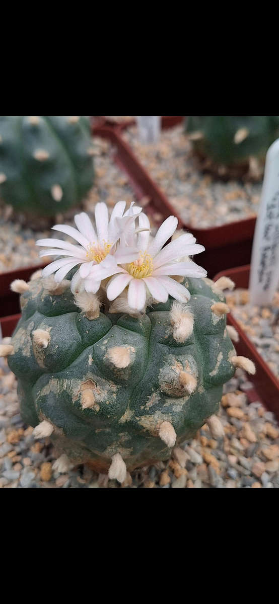 Lophophora williamsii cactus seed x100 Peyote Cactus