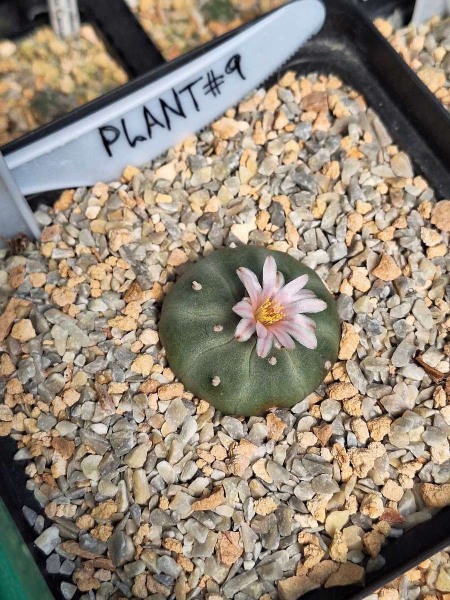 Cacti Lophophora williamsii Plant # 9 (Peyote Cactus)
