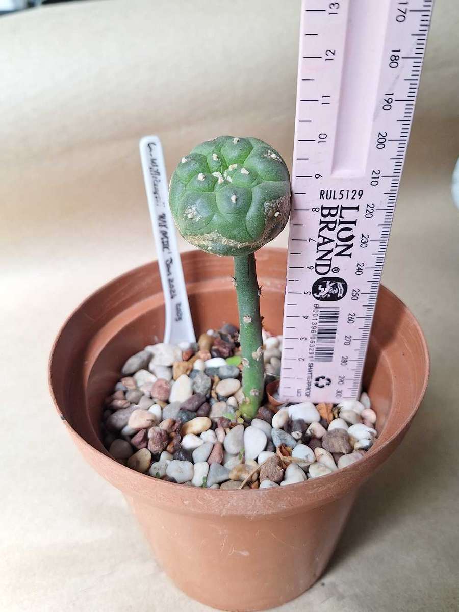 Cacti Lophophora williamsii (Peyote Cactus) GRAFT to Pereskiopsis