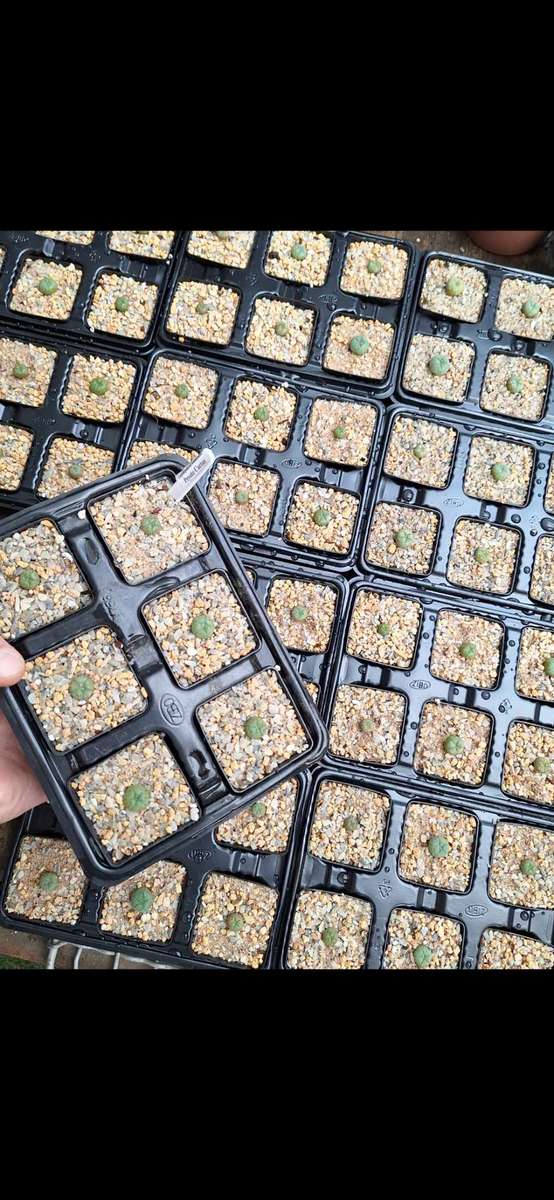 Lophophora williamsii (Peyote Cactus) 5x 10 Seed Pack SPECIAL OFFER!