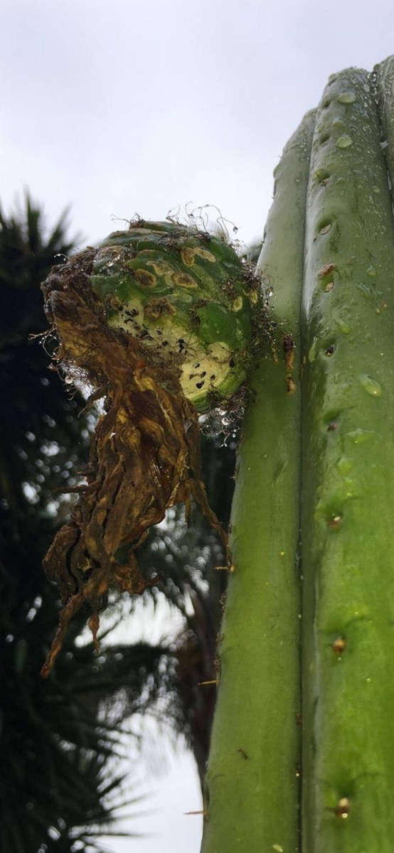 Trico cactus seed COMBO150 SEEDS