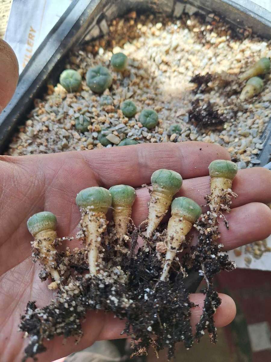 Cacti Lophophora williamsii 6 pack COMBO (Peyote Cactus)