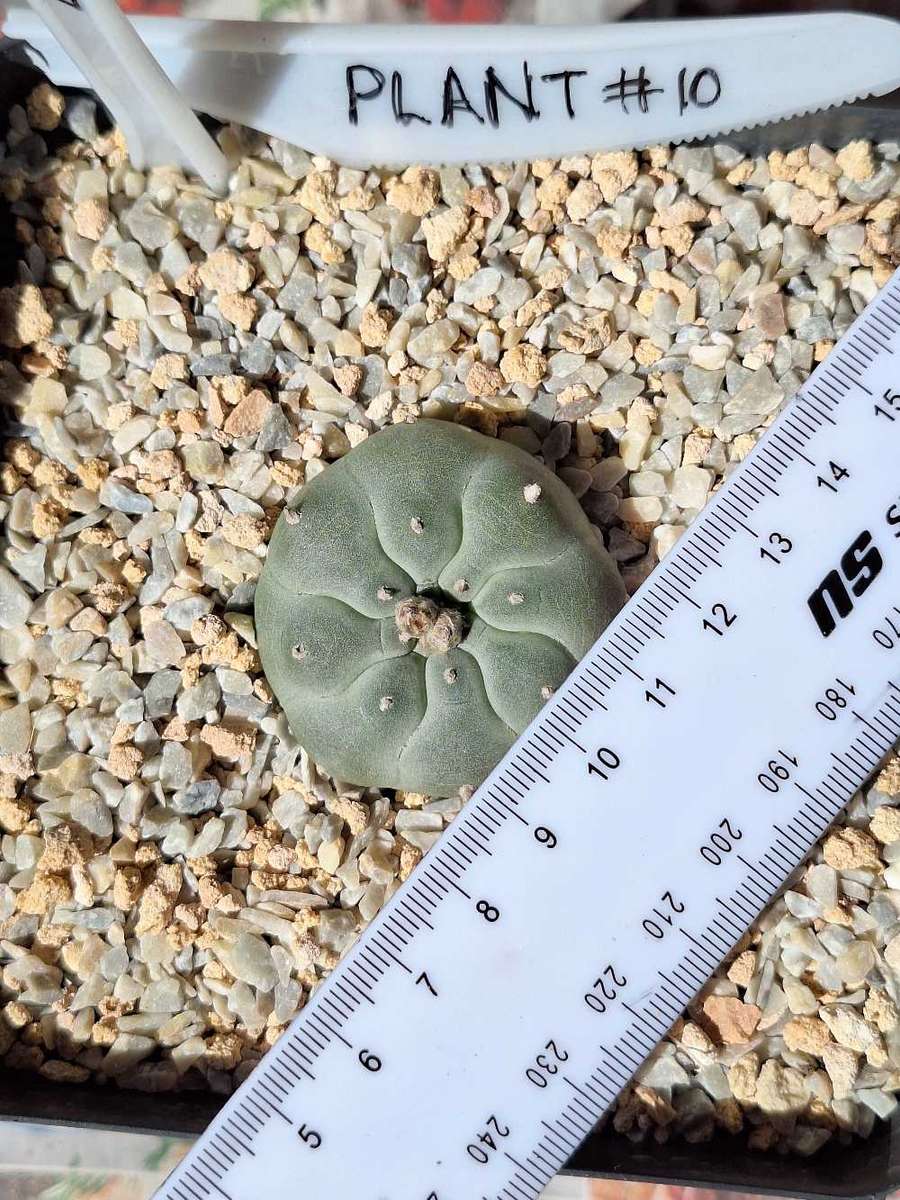 Cacti Lophophora williamsii Plant # 10 (Peyote Cactus)
