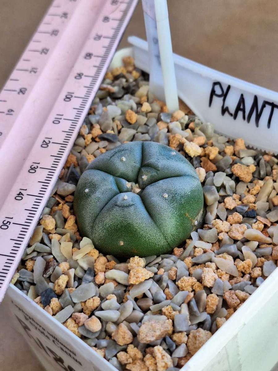 Cacti Lophophora williamsii Plant #7 (Peyote Cactus)