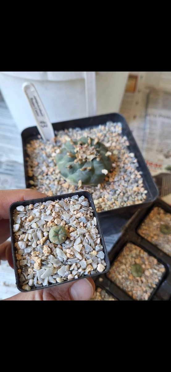 Lophophora williamsii (Peyote Cactus) 5x 10 Seed Pack SPECIAL OFFER!