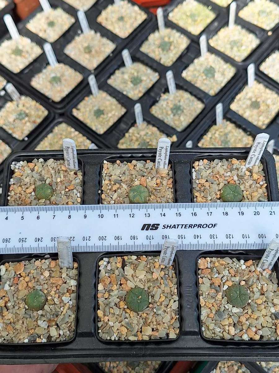 Cacti Lophophora williamsii 6 pack COMBO (Peyote Cactus)