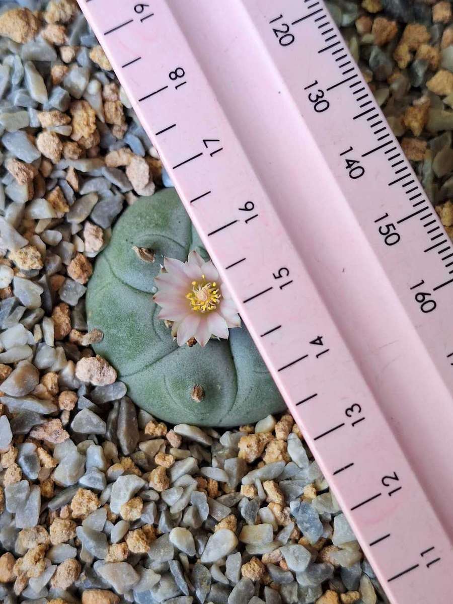 Cacti Lophophora williamsii Plant #9  (Peyote Cactus)