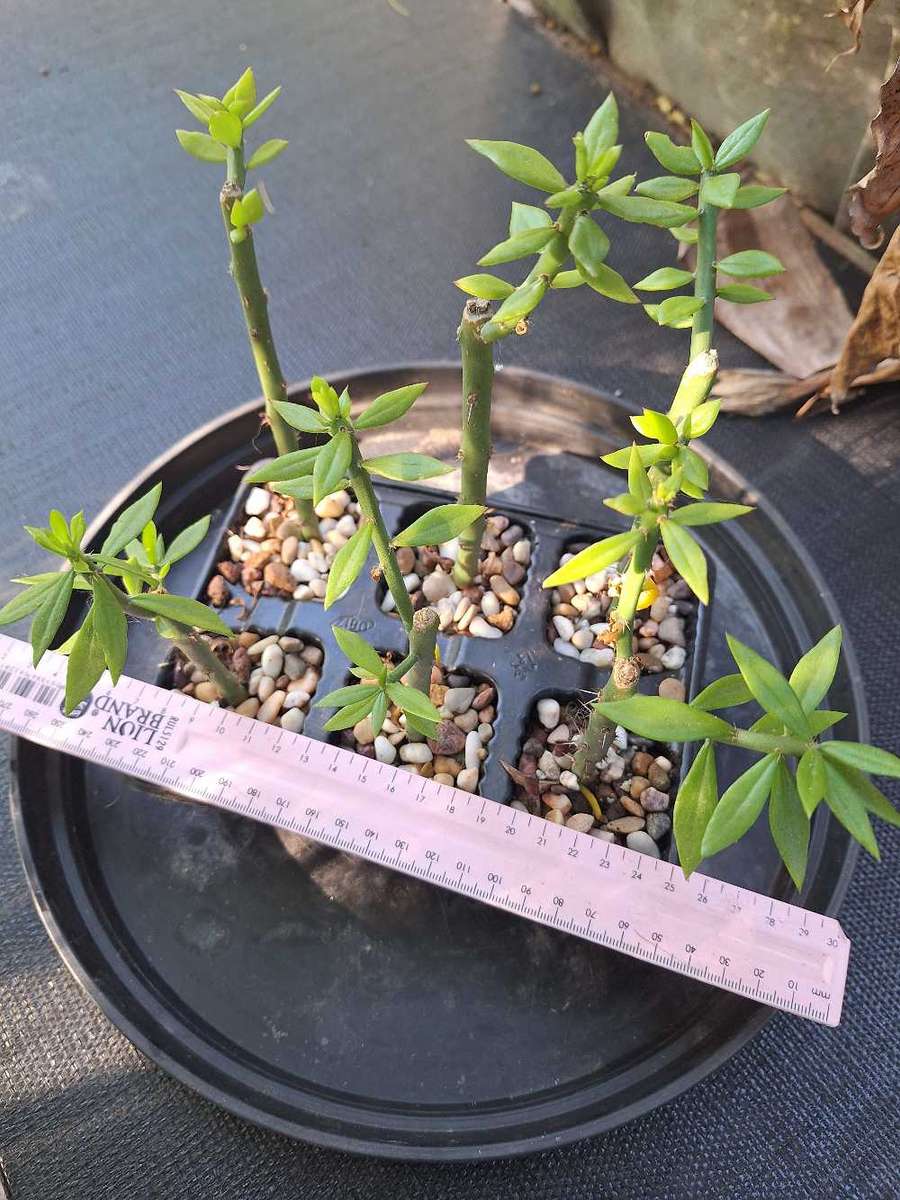 Pereskiopsis Cactus 6-pack