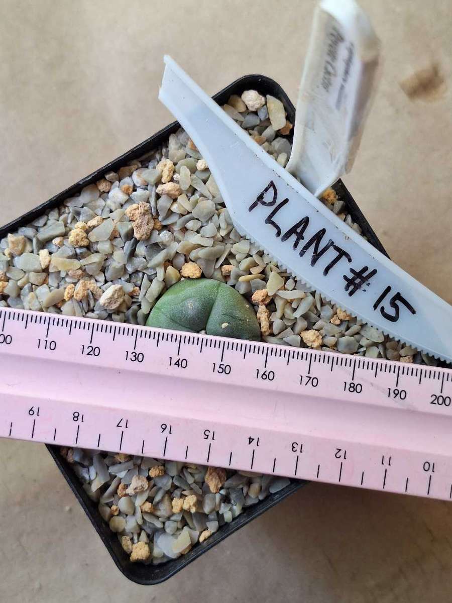 Cacti Lophophora williamsii #15 (Peyote Cactus)