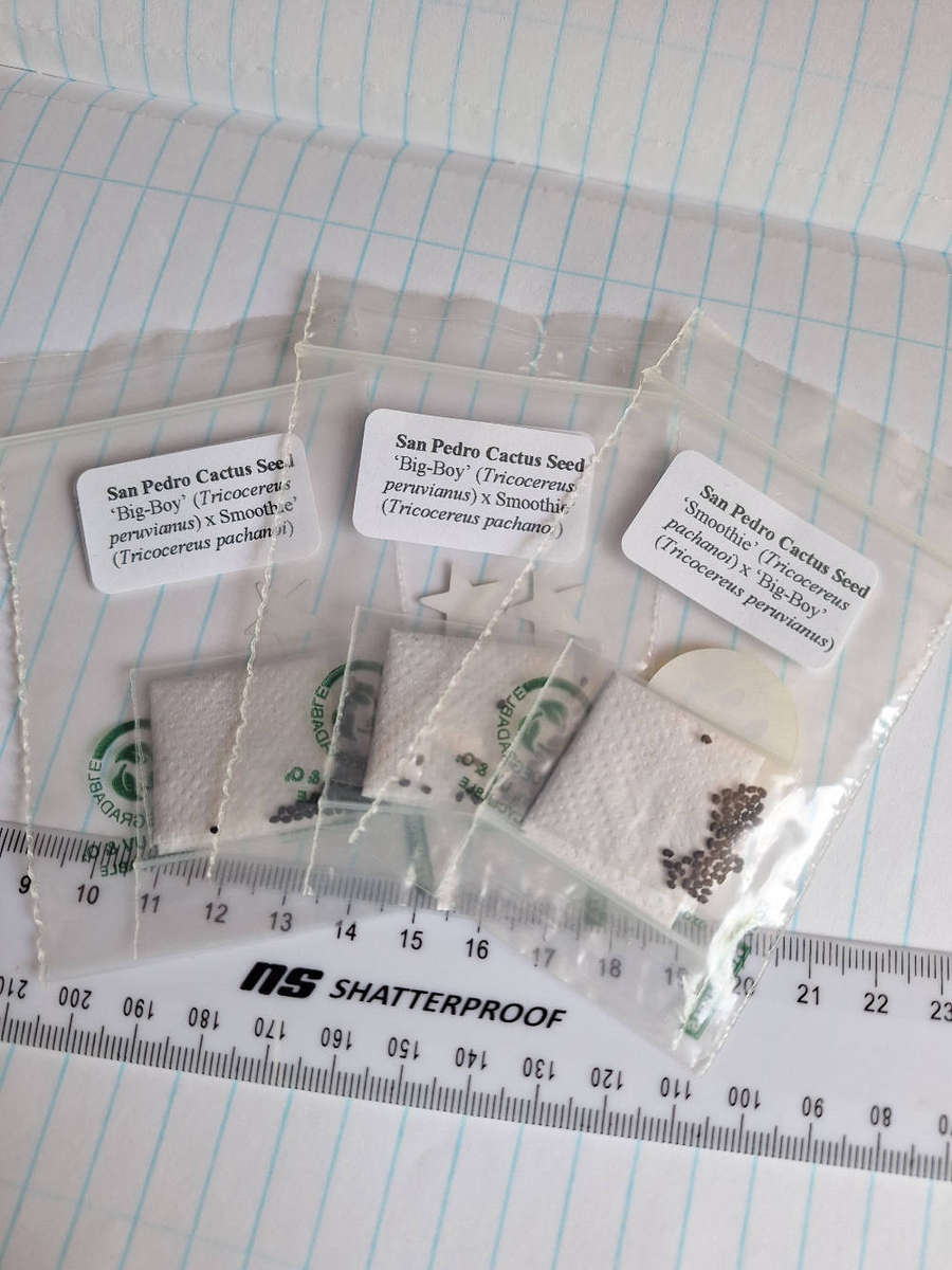 Trico cactus seed COMBO150 SEEDS