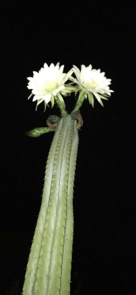 Trico cactus seed COMBO150 SEEDS