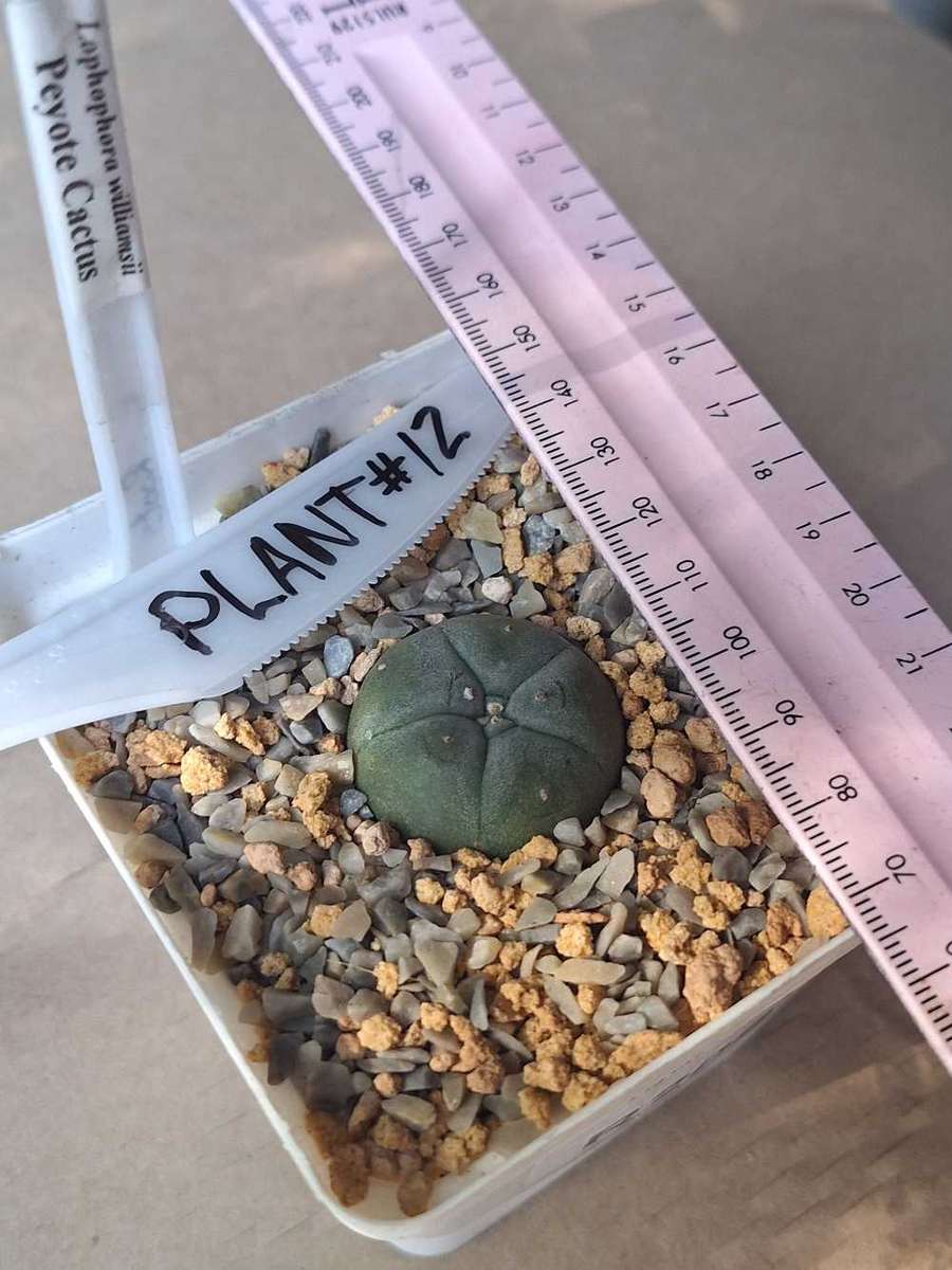 Cacti Lophophora williamsii Plant #12  (Peyote Cactus)
