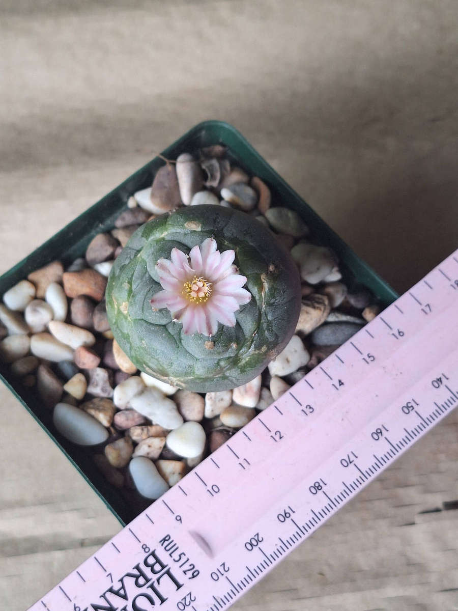 Lophophora williamsii Cactus Plant (Peyote Cactus) GRAFT