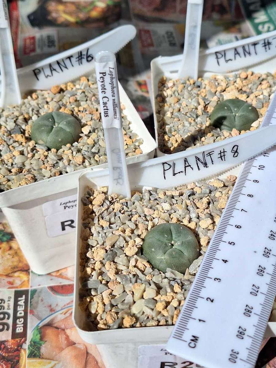 Cacti Lophophora williamsii Plant #6 + #7 + #8  (Peyote Cactus)