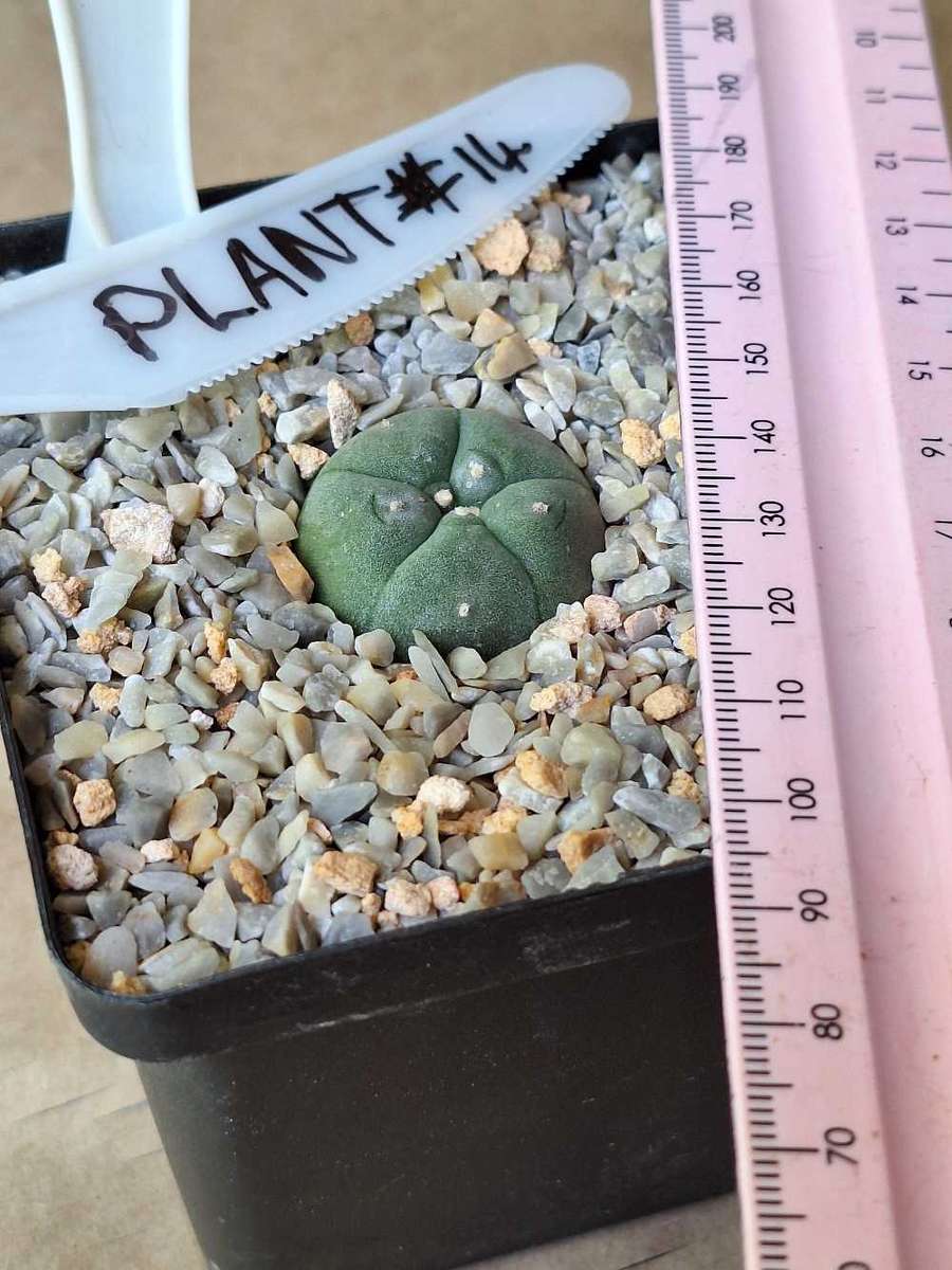 Cacti Lophophora williamsii #14 (Peyote Cactus)