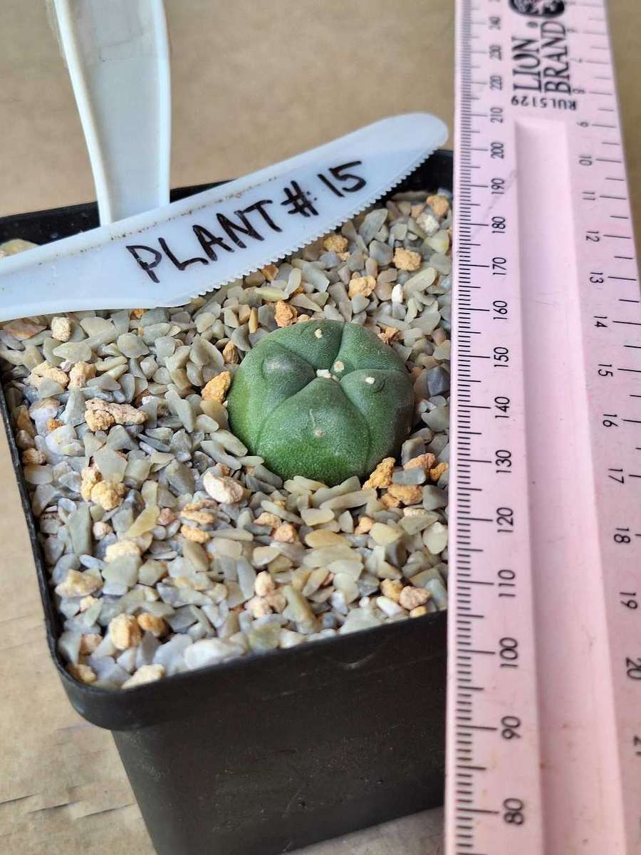 Cacti Lophophora williamsii #15 (Peyote Cactus)