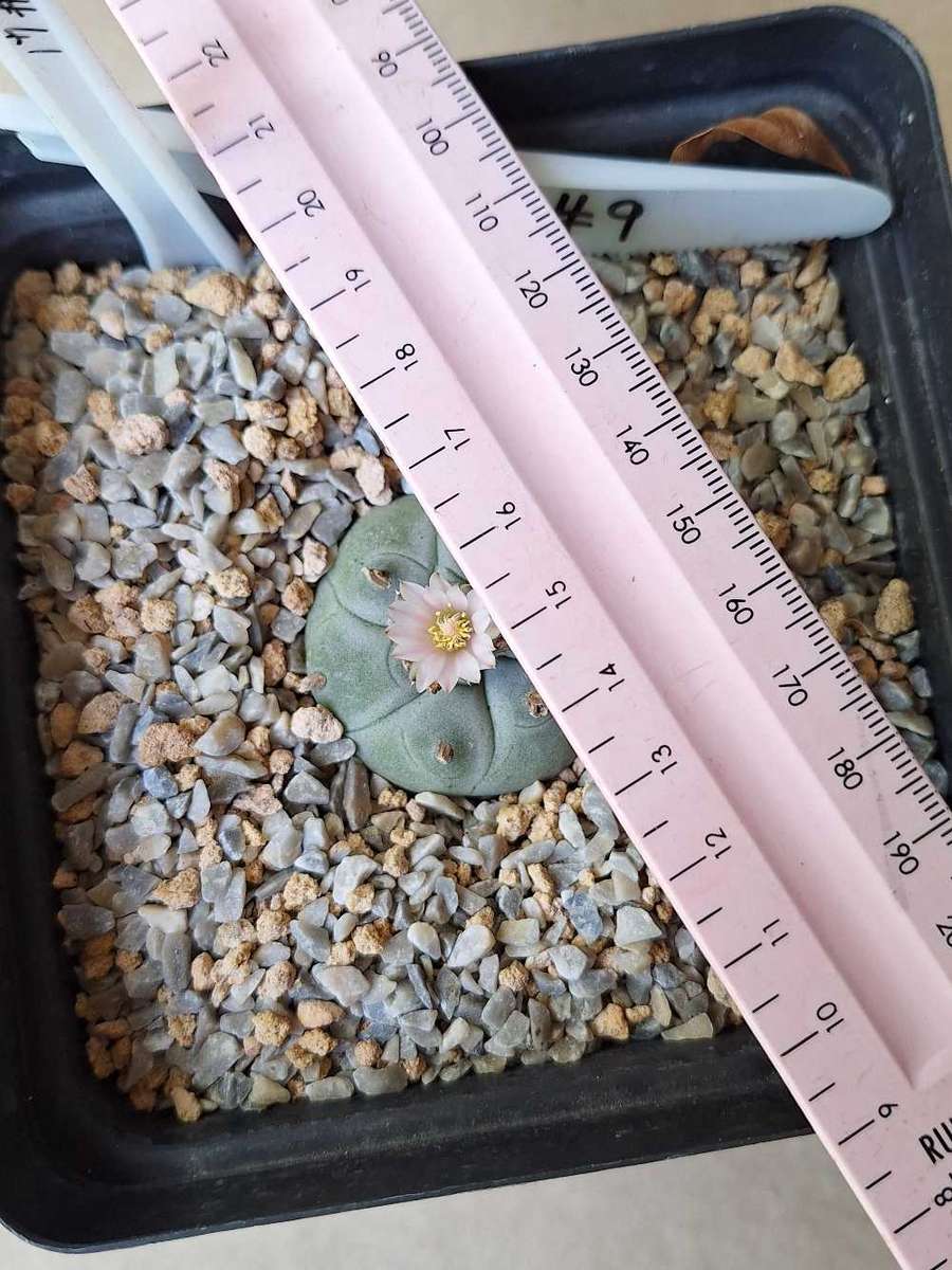 Cacti Lophophora williamsii Plant #9  (Peyote Cactus)