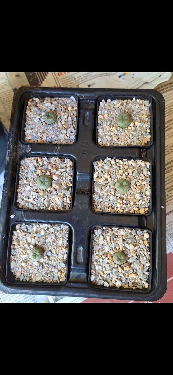 Lophophora williamsii (Peyote Cactus) 5x 10 Seed Pack SPECIAL OFFER!