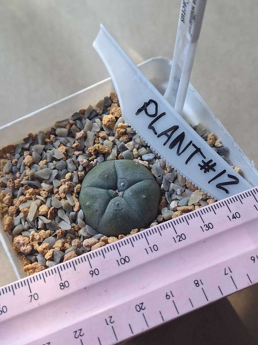 Cacti Lophophora williamsii Plant #12  (Peyote Cactus)