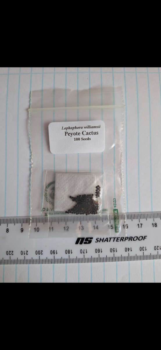 Lophophora williamsii cactus seed x100 Peyote Cactus