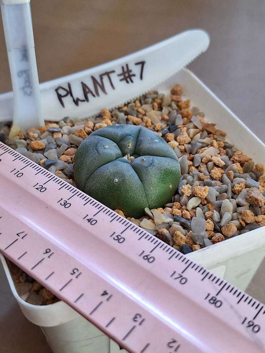 Cacti Lophophora williamsii Plant #7 (Peyote Cactus)