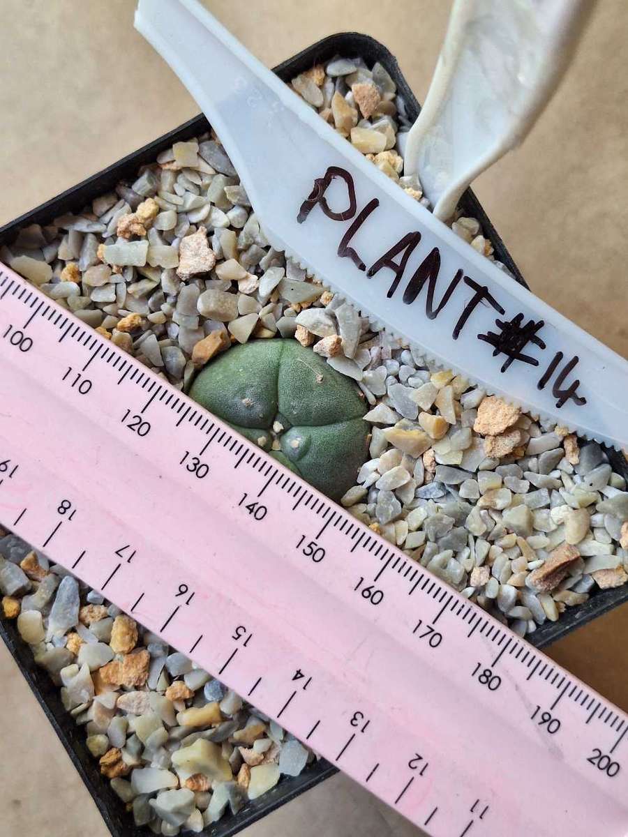 Cacti Lophophora williamsii #14 (Peyote Cactus)