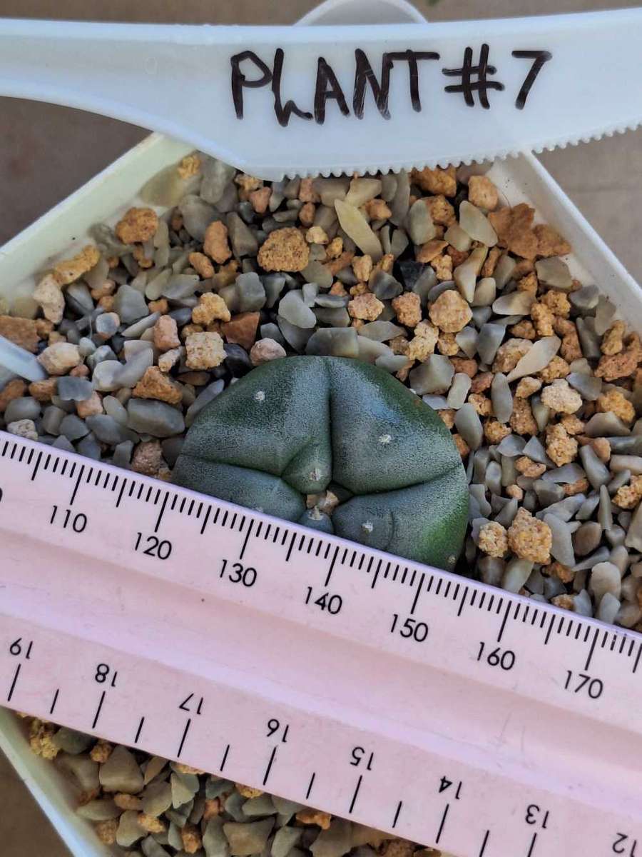 Cacti Lophophora williamsii Plant #7 (Peyote Cactus)