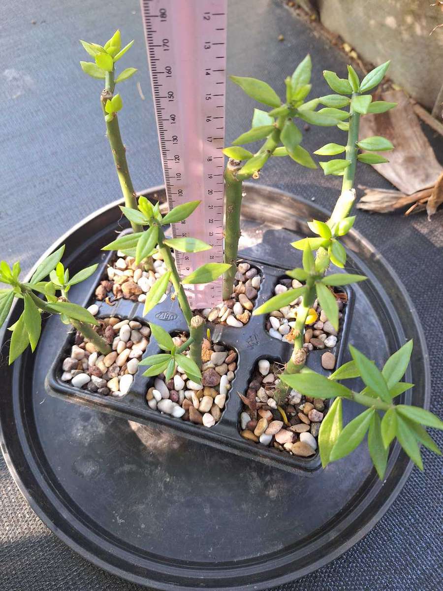 Pereskiopsis Cactus 6-pack