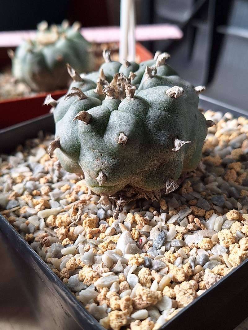 4x Adult Lophophora williamsii Cactus COMBO