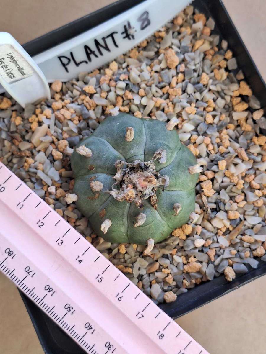 Cacti Lophophora williamsii Plant #8  (Peyote Cactus)