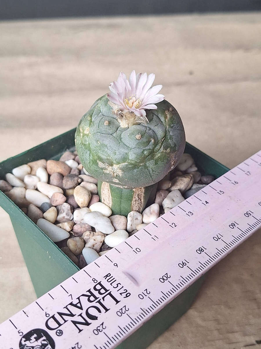 Lophophora williamsii Cactus Plant (Peyote Cactus) GRAFT
