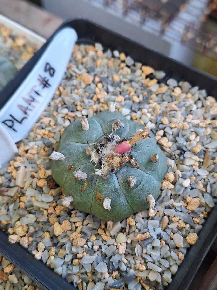 Cacti Lophophora williamsii Plant #8  (Peyote Cactus)