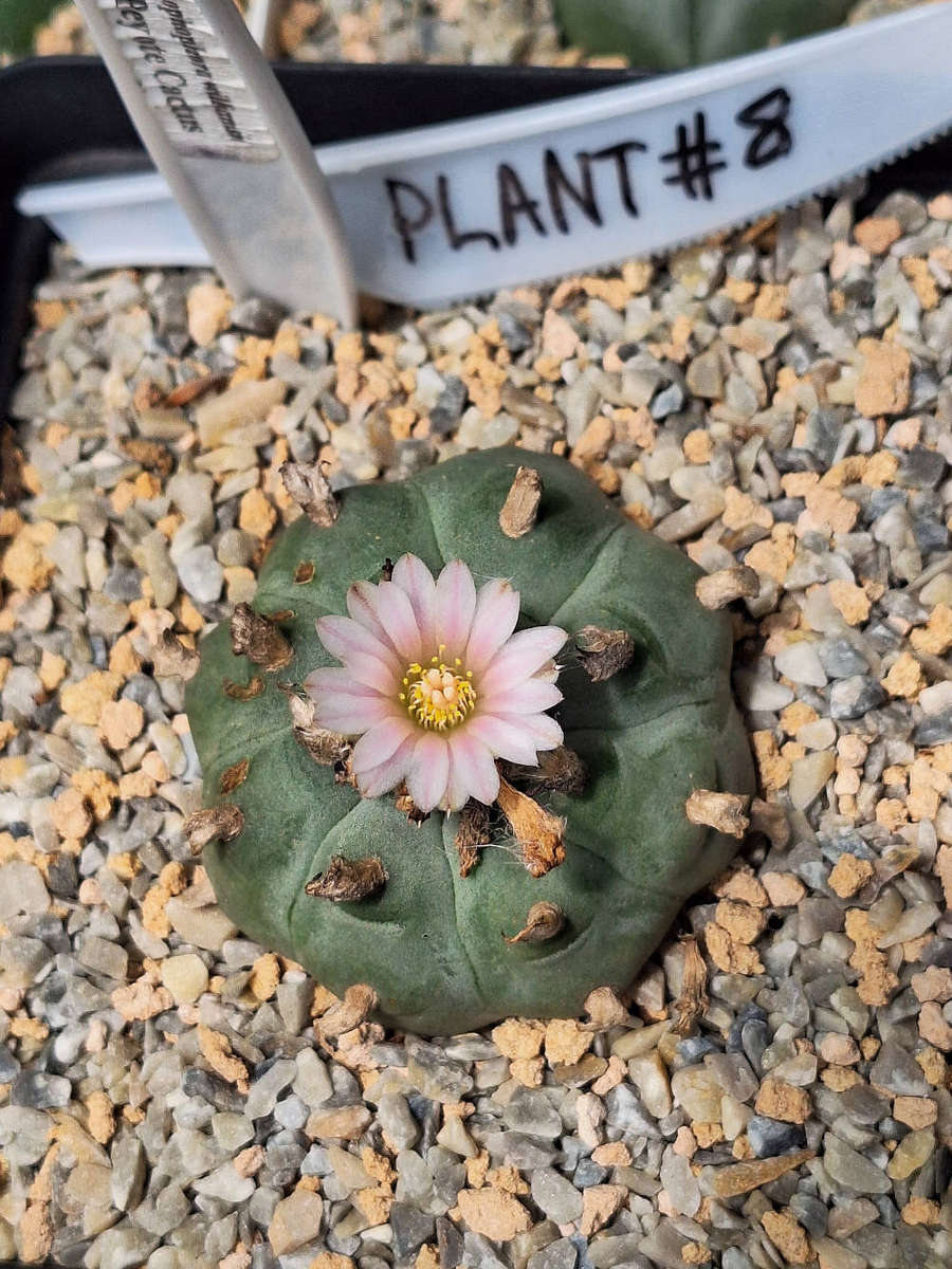 Lophophora williamsii cactus seed x100