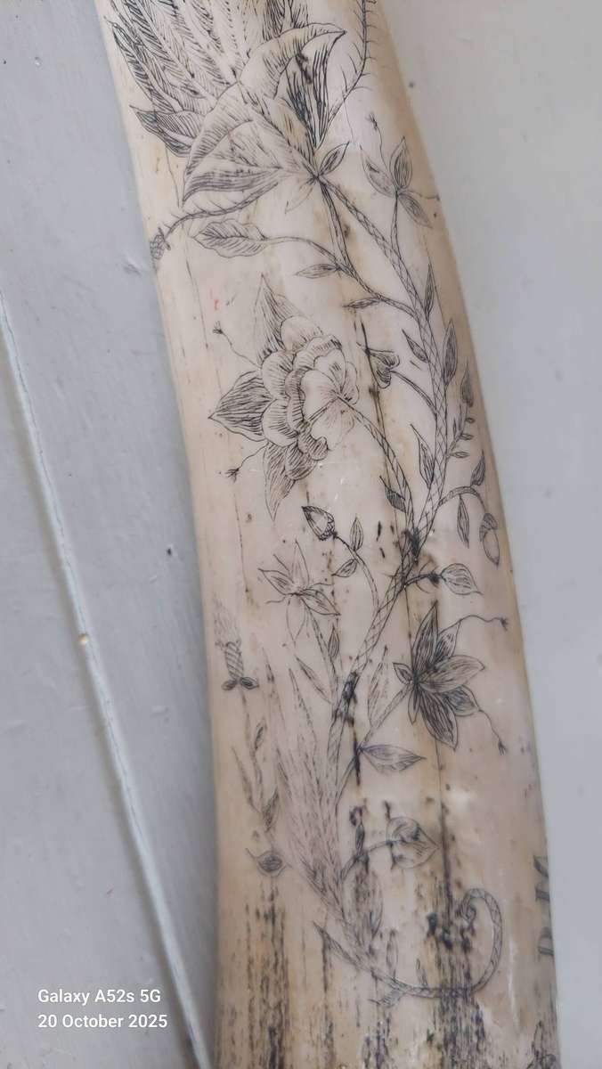 Wow!! Large James Allen marble resin reproduction skrimshaw tusk Value R2000