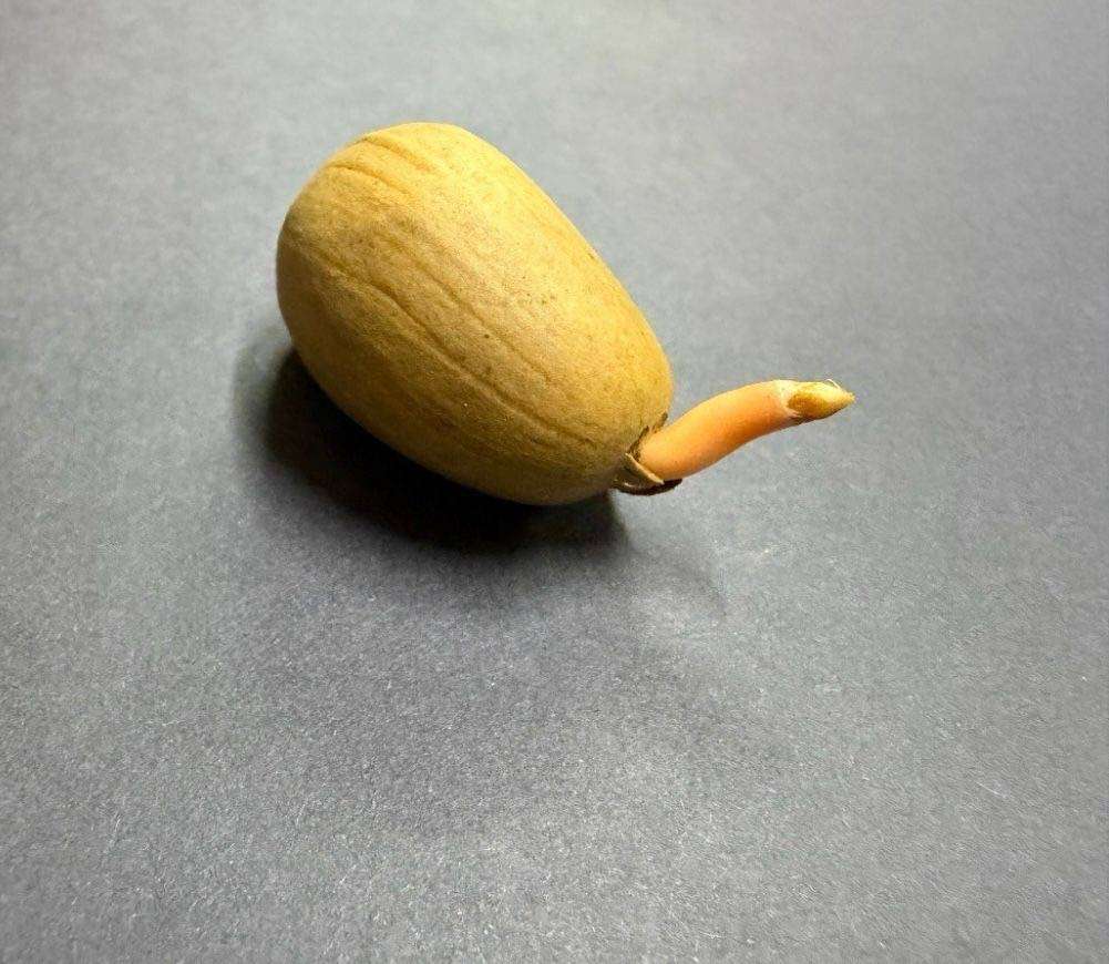 Cycad - Encephalartos middelburgensis germinated seed