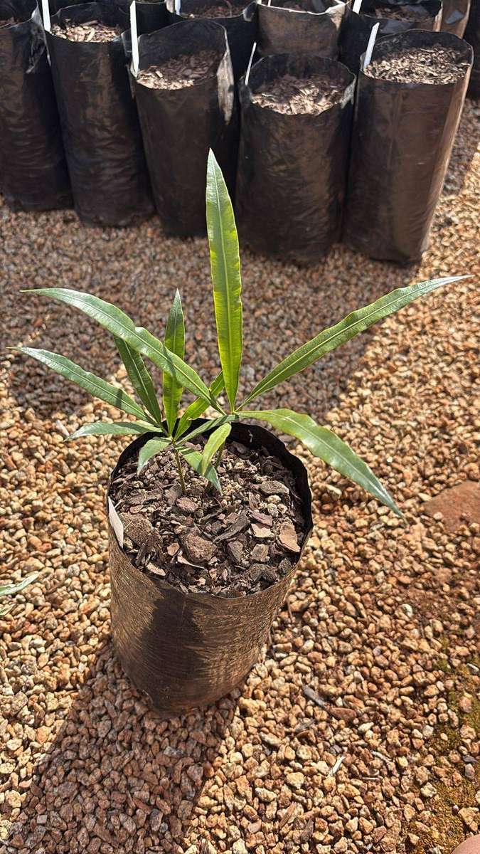 Cycad - 1cm Cycas longipetiolula seedling