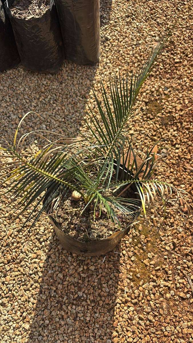Cycad - 3cm Macrozamia serpentina seedling