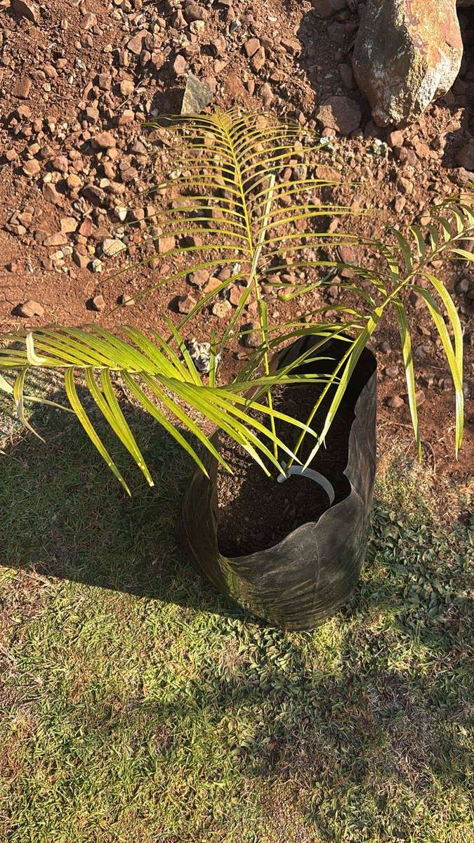 Cycad - 7cm Cycas guizhouensis seedling