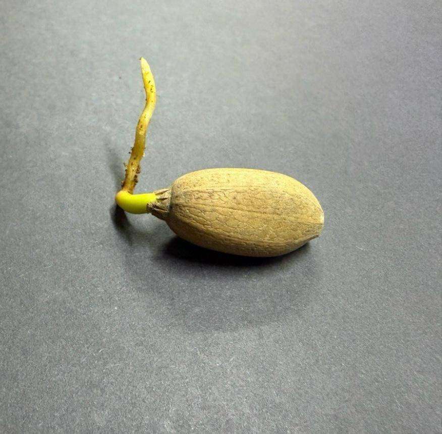 Cycad - Encephalartos cerinus germinated seed