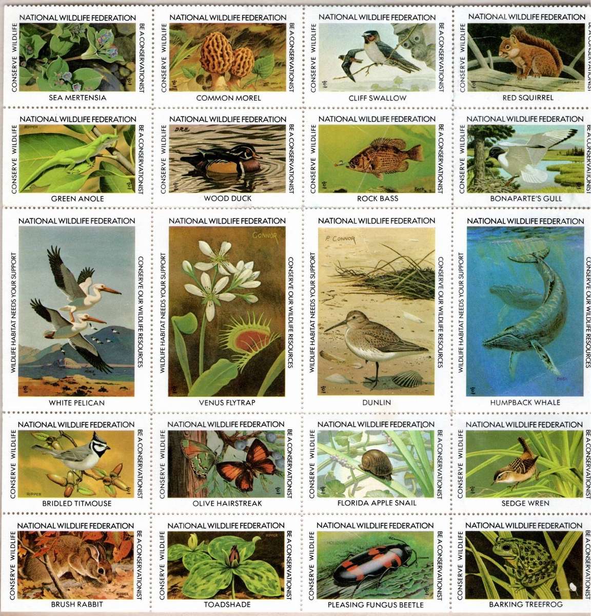 WORLD (National Wildlife Federation)