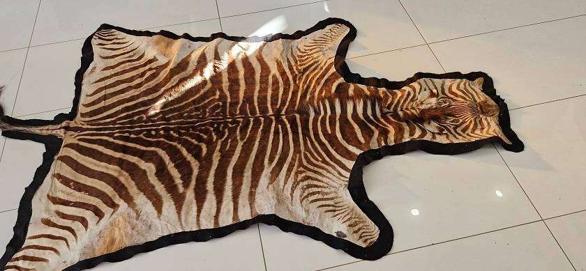 SOMETHING SPECIAL ! Beautiful Large Brown ( Burchells ?) Zebra hide on black felt !