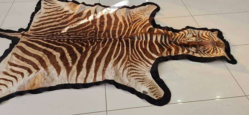 SOMETHING SPECIAL ! Beautiful Large Brown ( Burchells ?) Zebra hide on black felt !